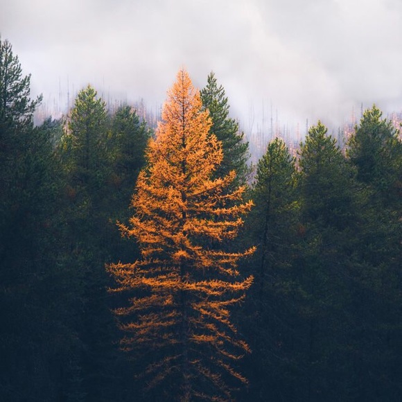 Meet your Posher, Evelyn - Picture 1 of 1